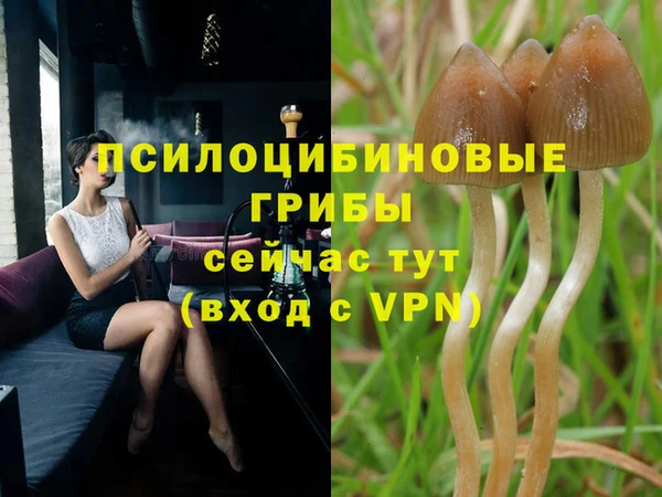 прущие грибы Балабаново